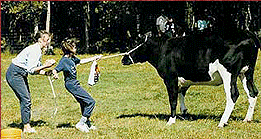 Havelock Fair cow