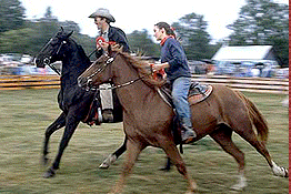 Havelock Fair horse